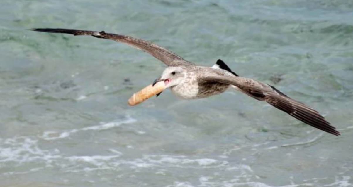 seagull with a dildo